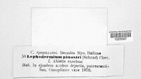 Lophodermium pinastri image